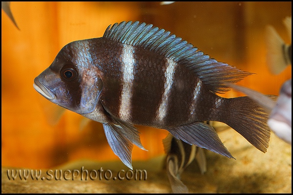 Cyphotilapia gibberosa 'Kantalamba'